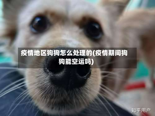 疫情地区狗狗怎么处理的(疫情期间狗狗能空运吗)-第1张图片